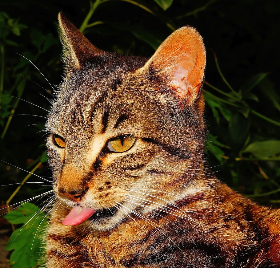 closeup photo of orange and black cat, portrait, head, clean HD wallpaper