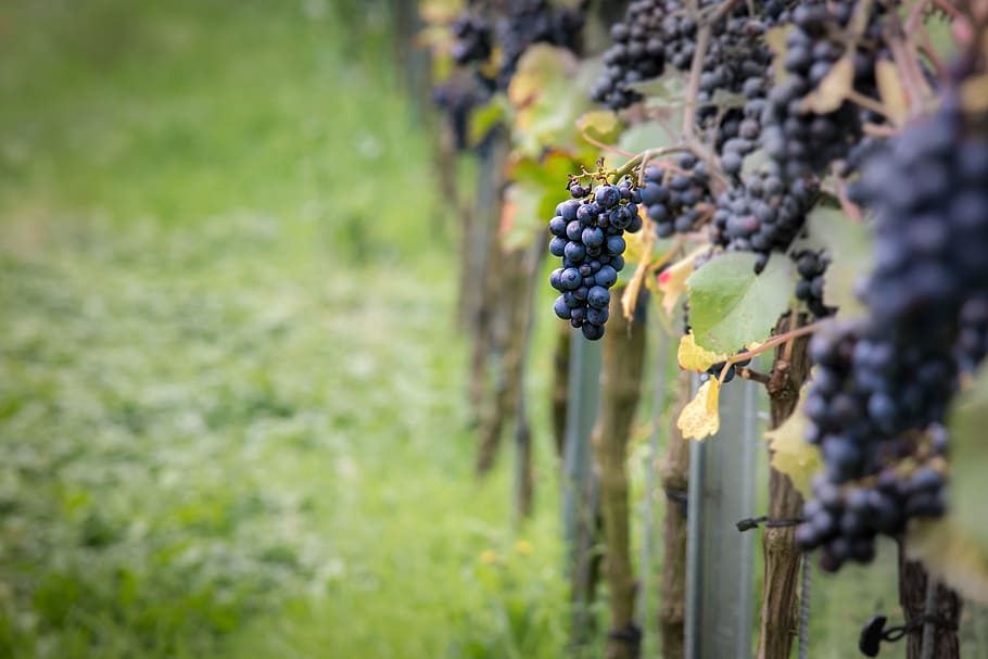 blueberries, wine, grapes, pinot noir, vine, vines, autumn, vine leaves, HD wallpaper