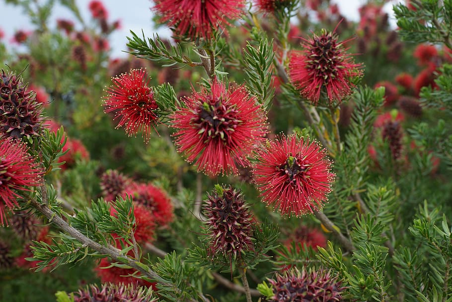 bottlebrush, native, garden, botanical, floral, australia, botany HD wallpaper