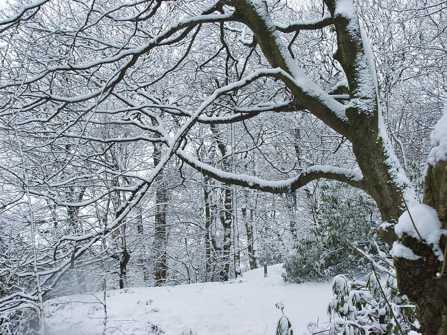 tree, snow, winter, snowy, landscape, branches, season, december HD wallpaper