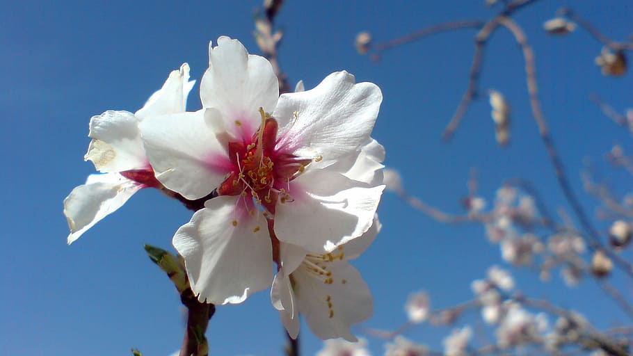 Flower, Spring, White, spring flower, fragility, nature, beauty in nature HD wallpaper