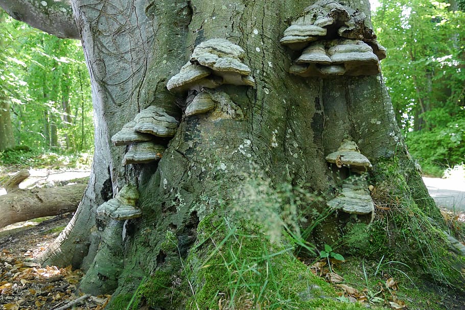tree fungus, tree mushroom, plant, tree trunk, art and craft HD wallpaper