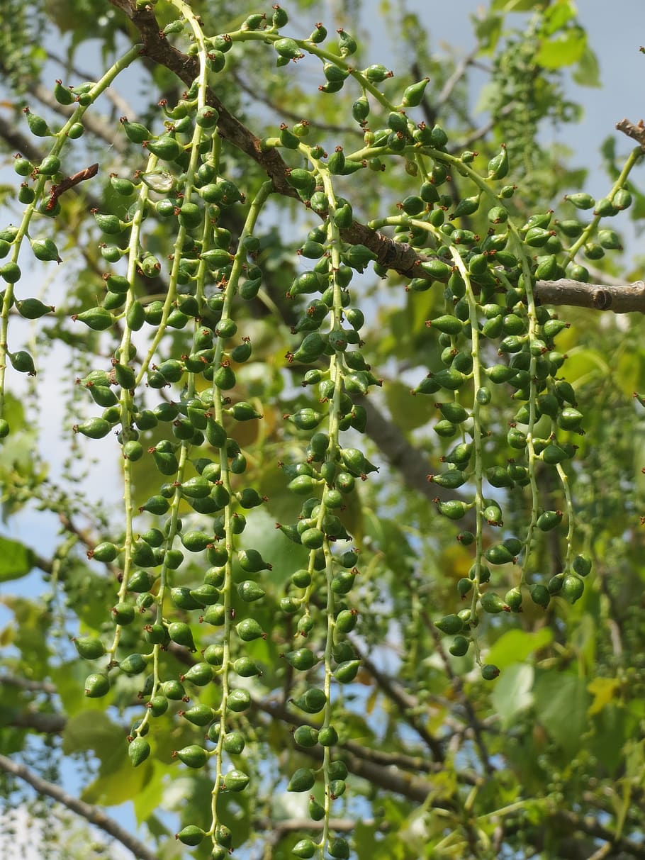 populus x canadensis, poplar, tree, catkins, inflorescence