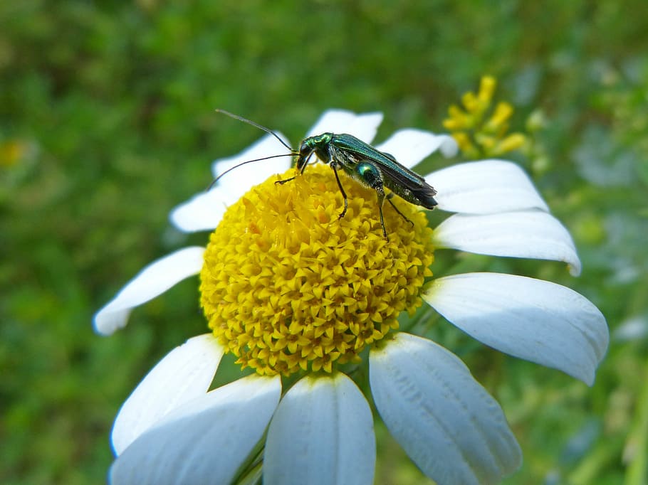 green beetle, psilothrix viridicoerulea, margaret wild, pollen, HD wallpaper