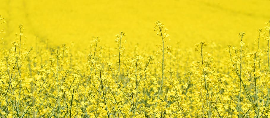 selective focus photography of yellow petaled flower, oilseed rape, HD wallpaper