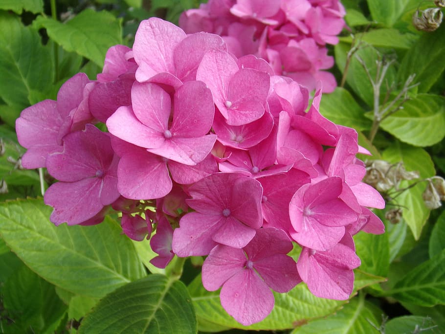 plants, macro, pink, flowering plant, beauty in nature, freshness HD wallpaper