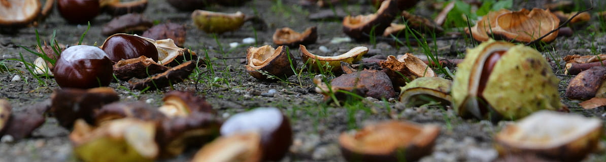 chestnut, autumn, avar, selective focus, food, plant, day, vegetable HD wallpaper