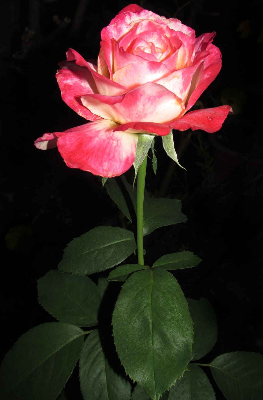 flower, nature, leaf, flora, petal, flowering plant, beauty in nature HD wallpaper