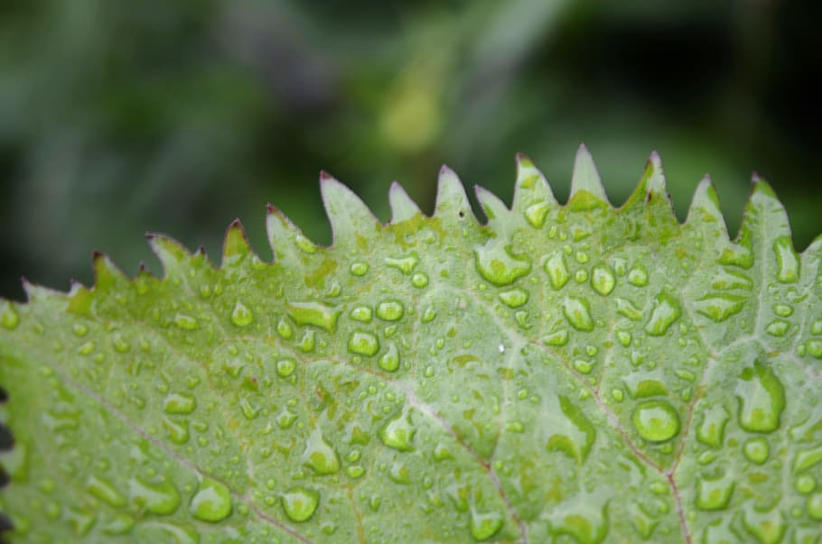 leaf, drops, green, nature, water, plant, natural, rain, wet HD wallpaper