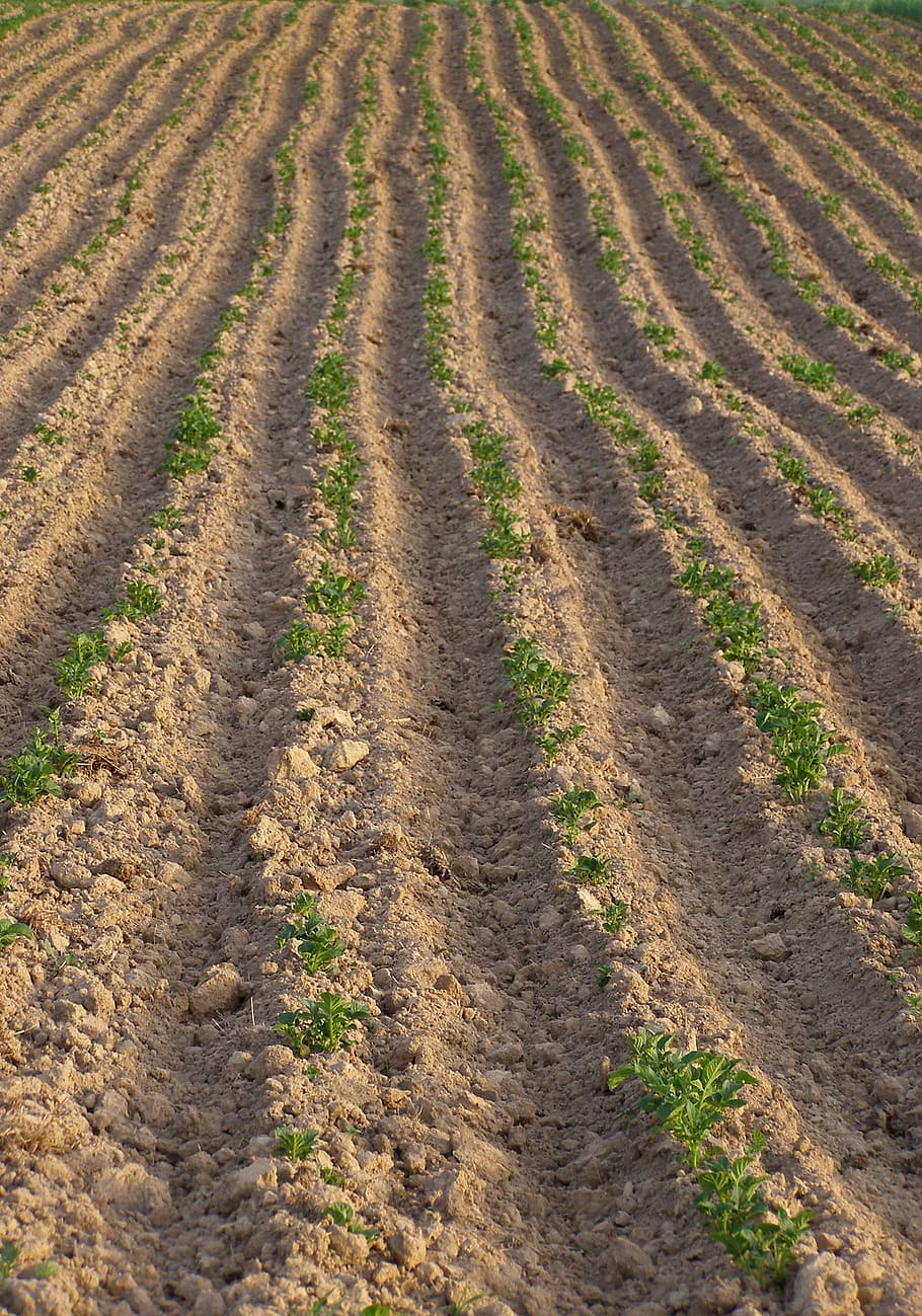 Field, Potatoes, Spring, Earth, planting, agriculture, seedlings