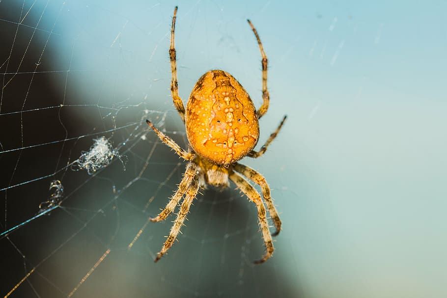 spider, insect, arachnid, close, animal themes, arthropod, one animal HD wallpaper