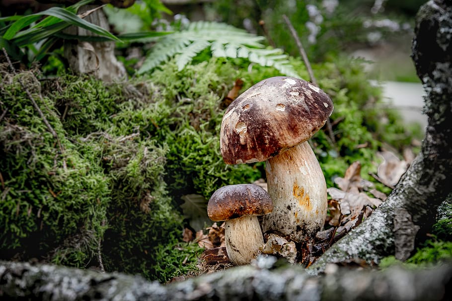 mushroom, cep, moss, noble rot, boletus edulis, mushroom picking, HD wallpaper
