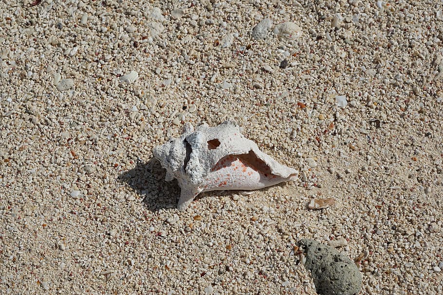 shell, sand, white, summer, nature, sea, beach, holiday, cayman islands HD wallpaper