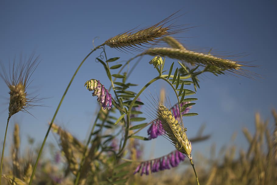 summer, corn, harvest, feuds, sky, nature, agriculture, kłos HD wallpaper