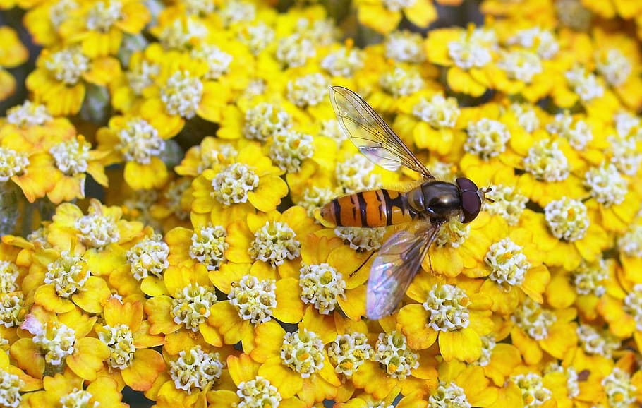 hover fly, insect, flower, yellow, invertebrate, flowering plant HD wallpaper
