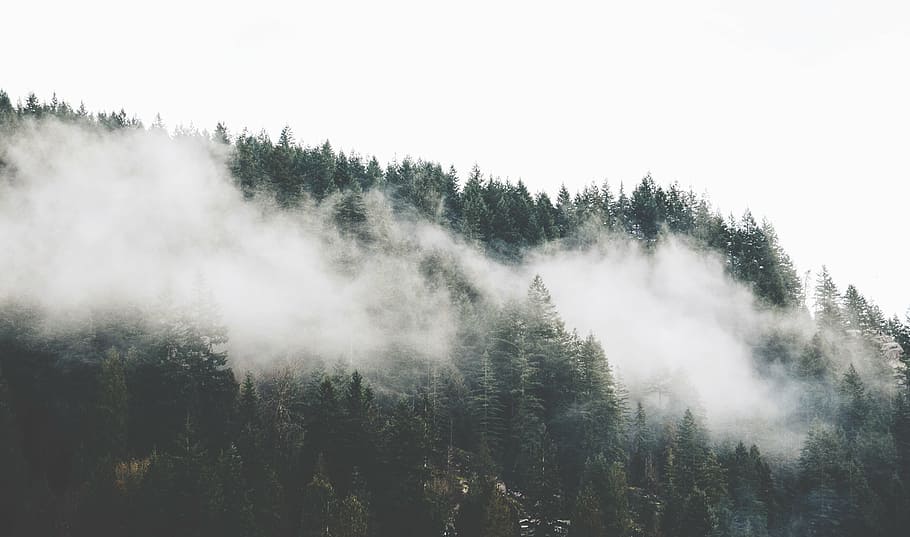 trees covered by fog on the mountain, forest, nature, pine trees HD wallpaper