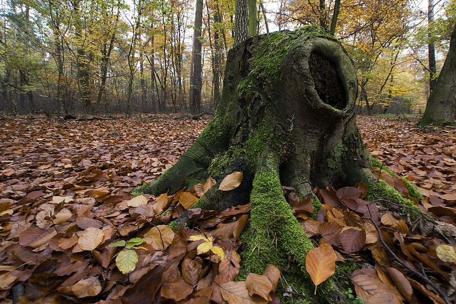 Autumn, Forest, Leaves, Tribe, Log, Root, tree, leaf, nature HD wallpaper