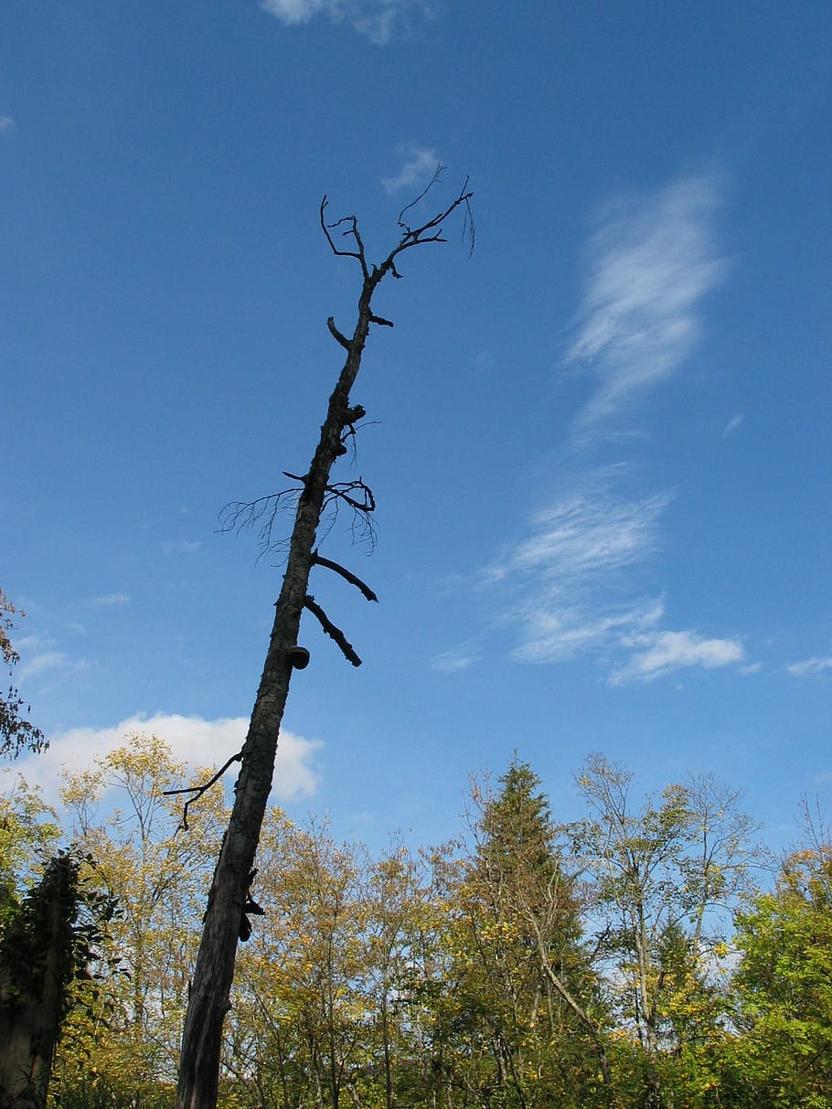 dead tree, trunk, stump, plant, sky, low angle view, nature HD wallpaper