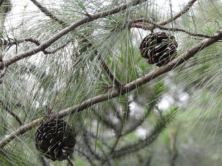 Cone, Tree, Seeds, branch, nature, close-up, needle - plant part HD wallpaper