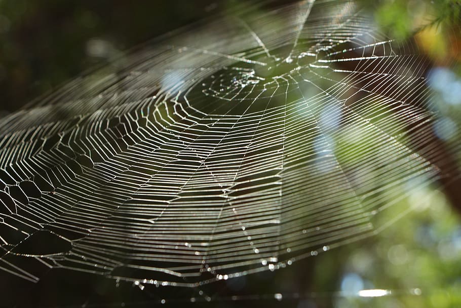 spiderweb, nature, insect, plane, under tree, pepper tree, beautiful HD wallpaper