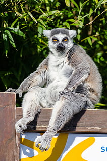 Lemur sitting on wooden surface, madagascar, primate, monkey HD wallpaper