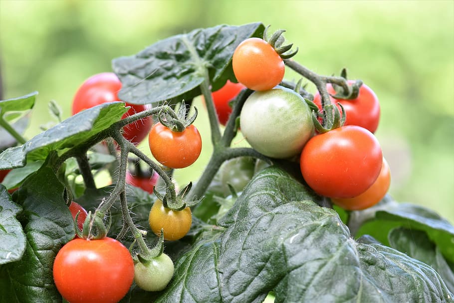 Red, Cherry, Cherry Tomato, Vegetables, food, healthy, frisch HD wallpaper