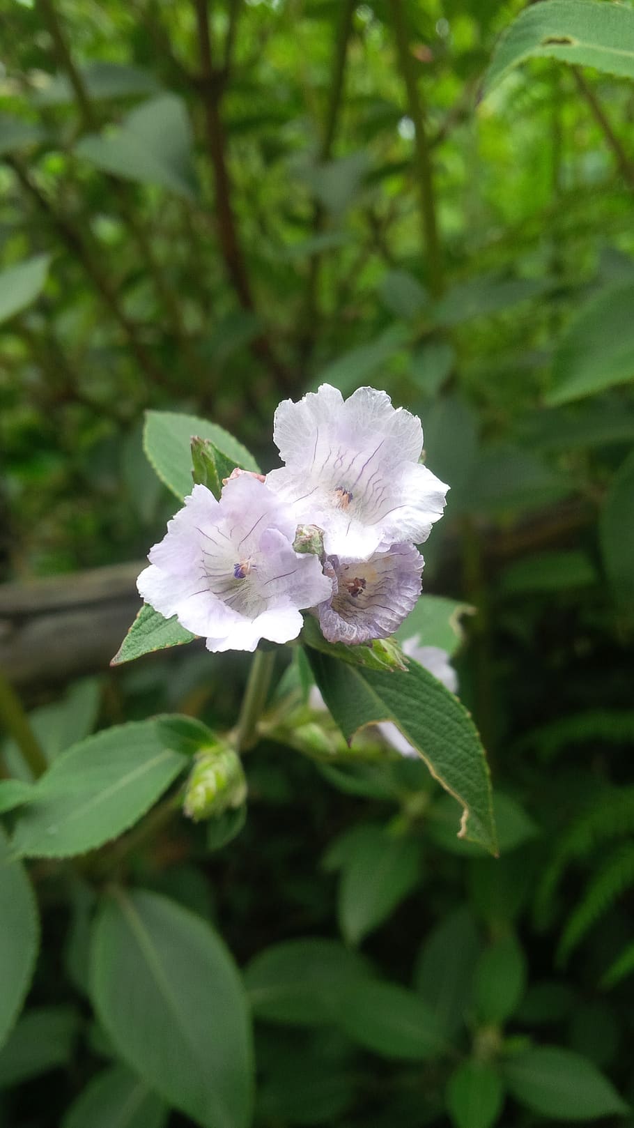 NEELAKURINJI BLOOMING 2018 | Kerala Travel and Tour Packages