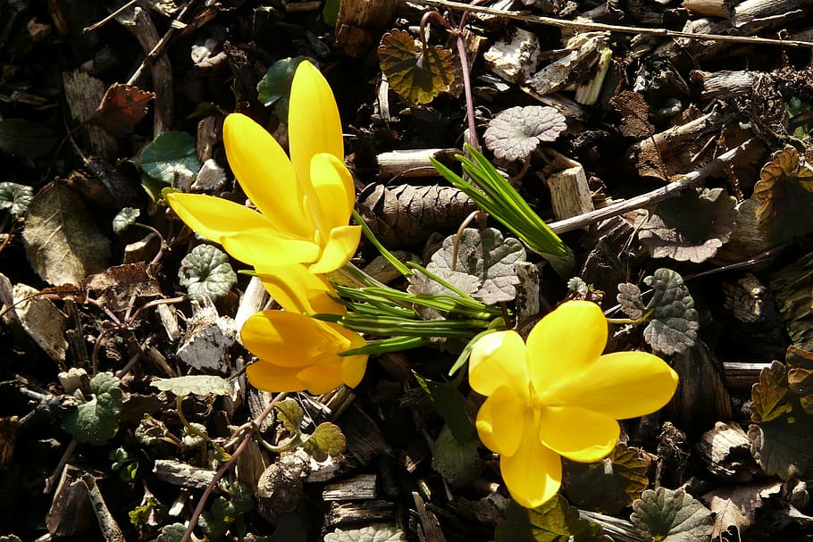 crocus, yellow, spring, bloom, flower, flowering plant, fragility HD wallpaper