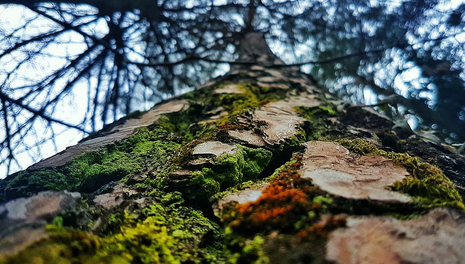 tree, green, bark, forest, woods, moss, nature, no people, day HD wallpaper