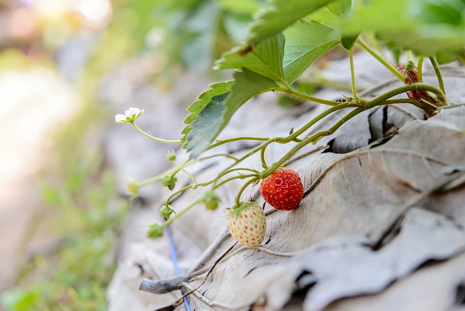 strawberries, fresh, strawberry, background, red, fruit, ripe HD wallpaper