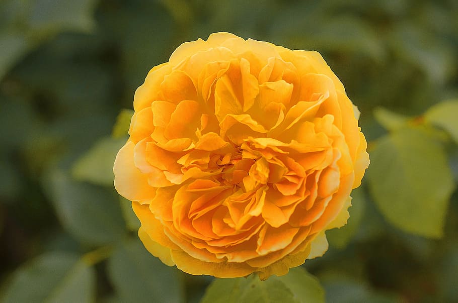 dahlia, yellow, bloom, spring, petal, blossom, garden, summer HD wallpaper