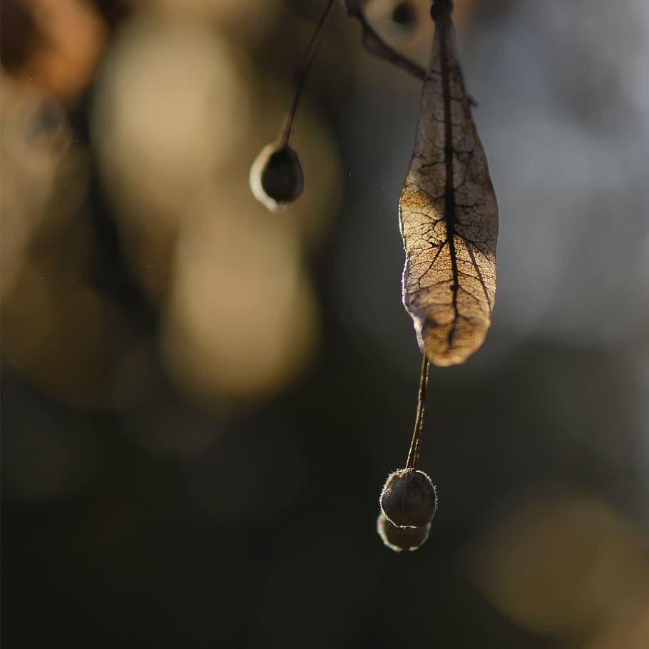 leaf, leaves, macro, bokeh, nature, tree, backlight, backlit HD wallpaper