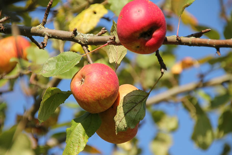 apple, fruit, fruit tree, healthy eating, food and drink, plant HD wallpaper