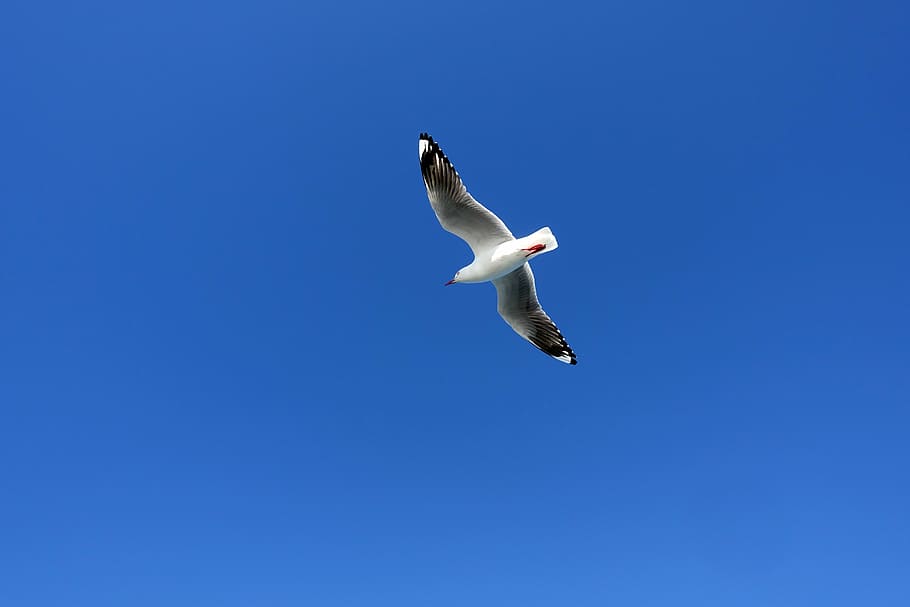 white and black flying bird, seagull, birds, wing, new, seabirds, HD wallpaper