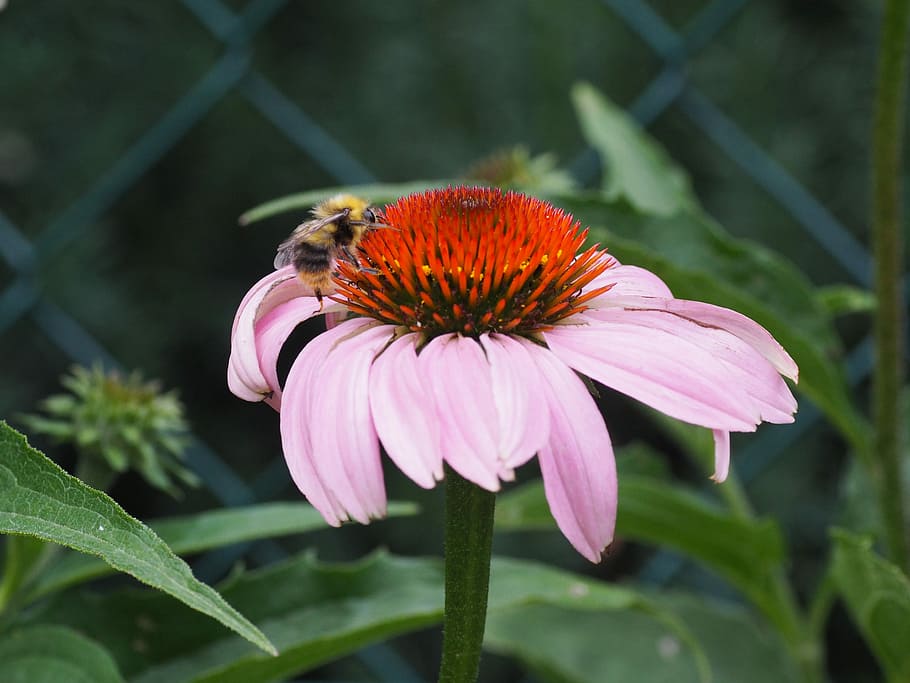 Hummel, Echinacea, Sun Hat, Insect, flower, flora, summer, bloom HD wallpaper