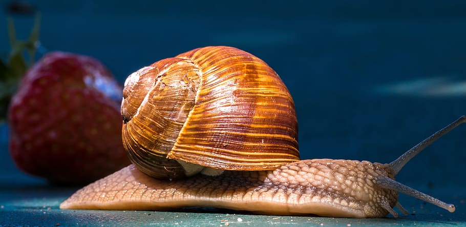 brown snail, animal, shell, probe, crawl, mucus, strawberry HD wallpaper