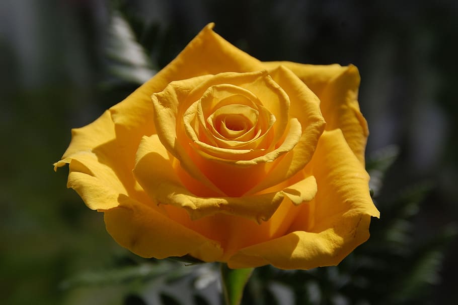 Flower, Bloom, Yellow Rose, perennial, plant, blossom, spring HD wallpaper