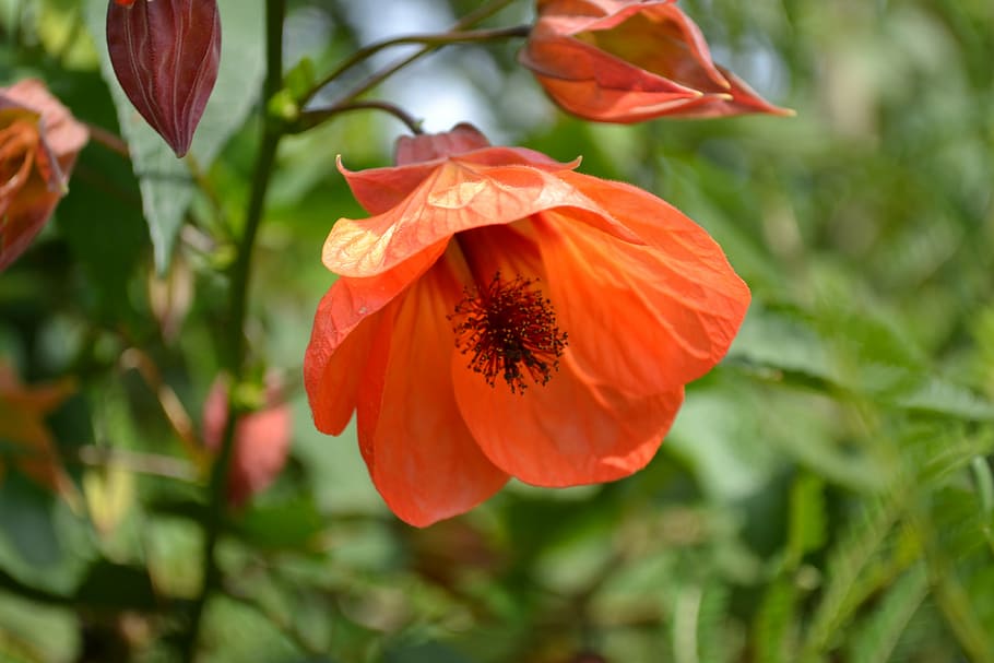 abutilon, mallow, flower, red, indian mallow, orange, malvales HD wallpaper