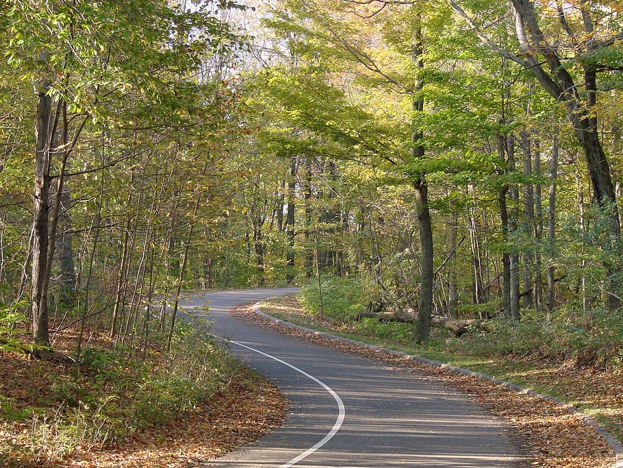 empty asphalt road in the middle of woods, winding road, forest HD wallpaper