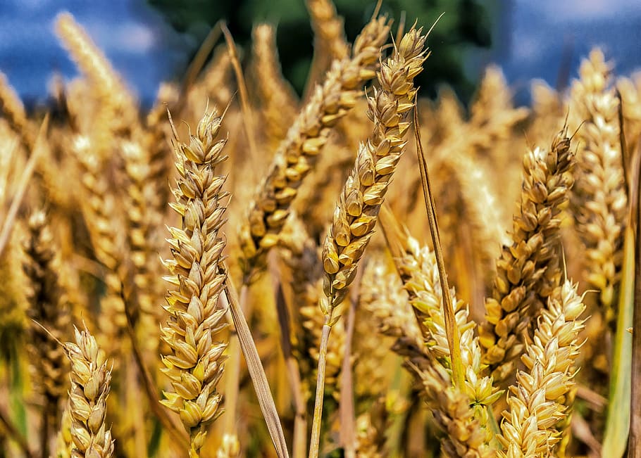 wheat plants selective focus photo, grain, cereals, spike, close HD wallpaper