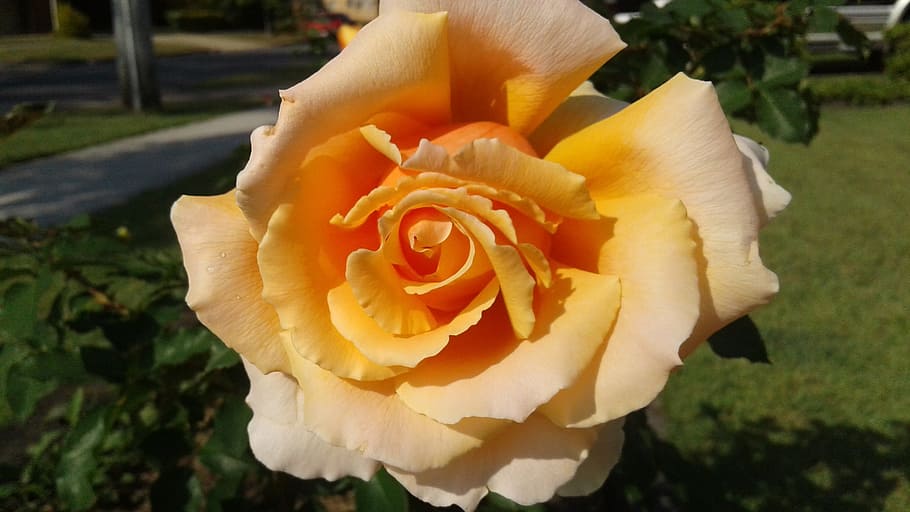flower, spring, yellow, rose, sunshine, flowering plant, beauty in nature HD wallpaper