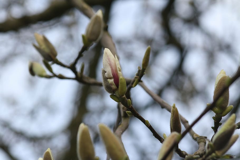 magnolia, blossom, bloom, tree, pink, flowers, spring, garden HD wallpaper