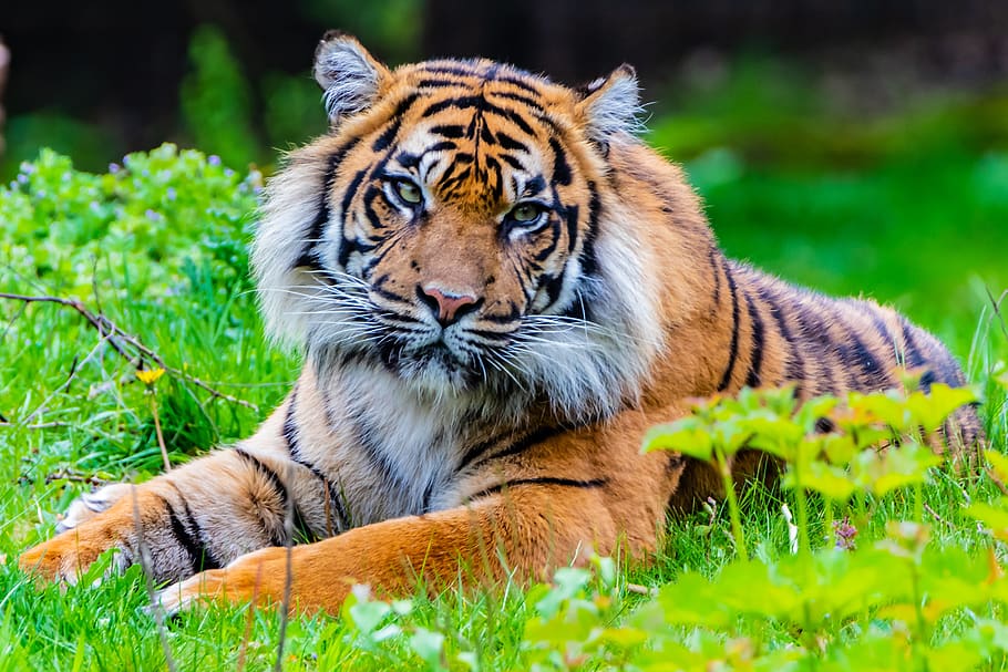 tiger, predator, cat, nature, feline, big cat, animal themes HD wallpaper