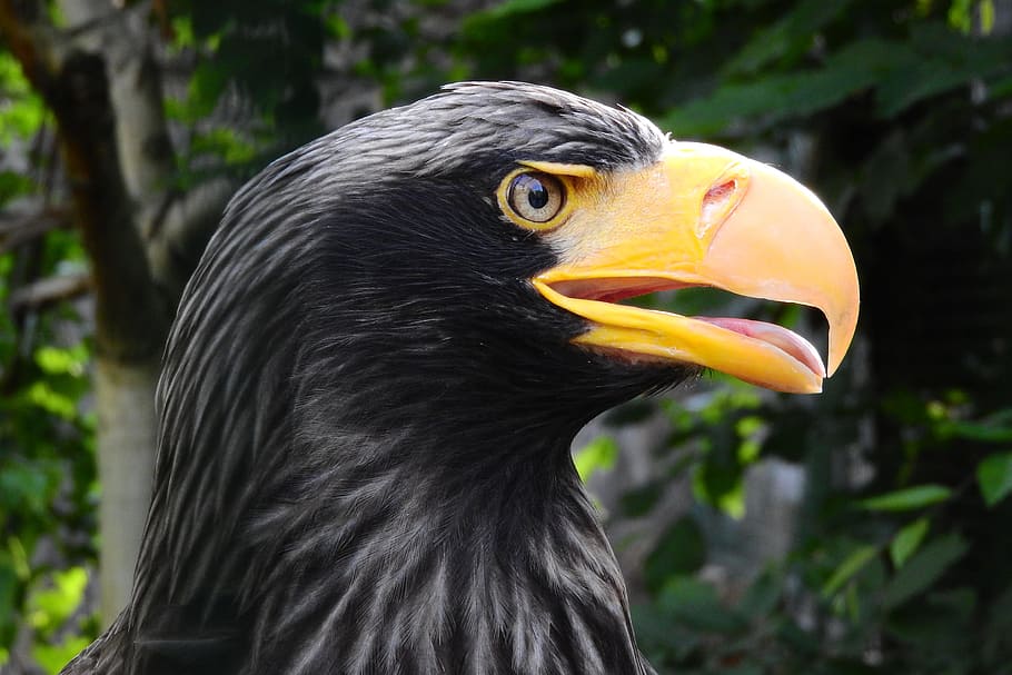 eagle eastern, haliaeetus pelagicus, head, zobík, bird of prey HD wallpaper