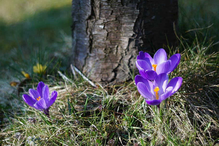 crocus, purple, spring, blossom, bloom, flower, spring flower HD wallpaper