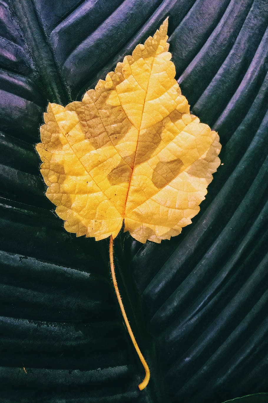 leaf, spring, colors, close-up, plant part, autumn, no people HD wallpaper