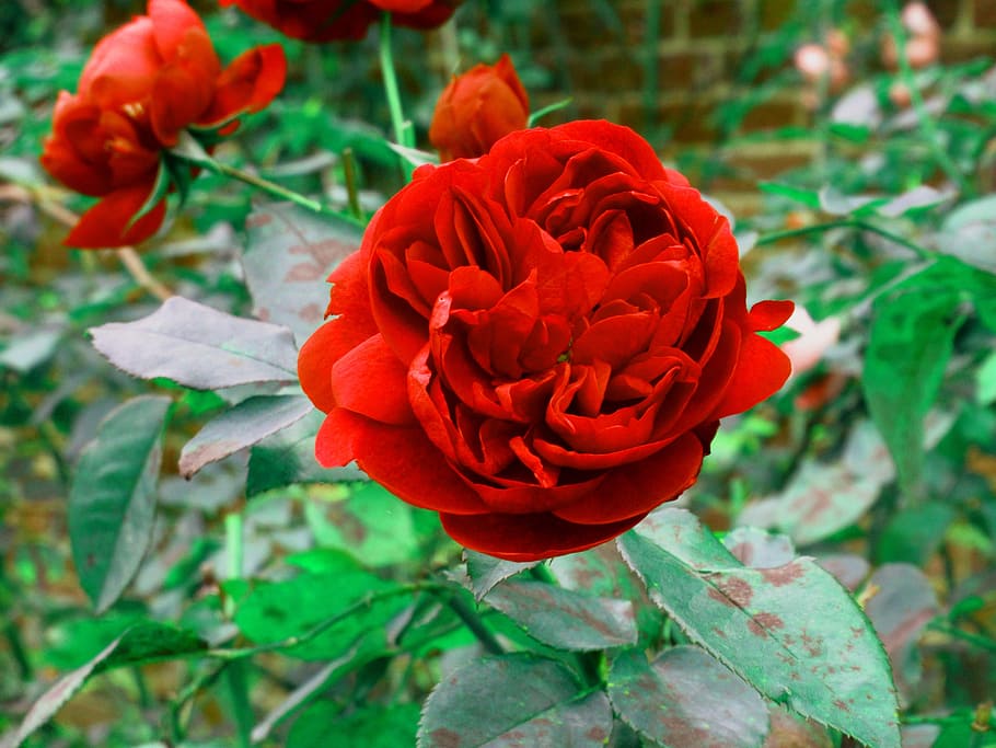 rose, red, flower, red rose, bloom, hampton court, color, petal, HD wallpaper