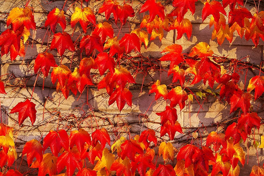 autumn, fall foliage, golden autumn, leaves, colorful, red, HD wallpaper