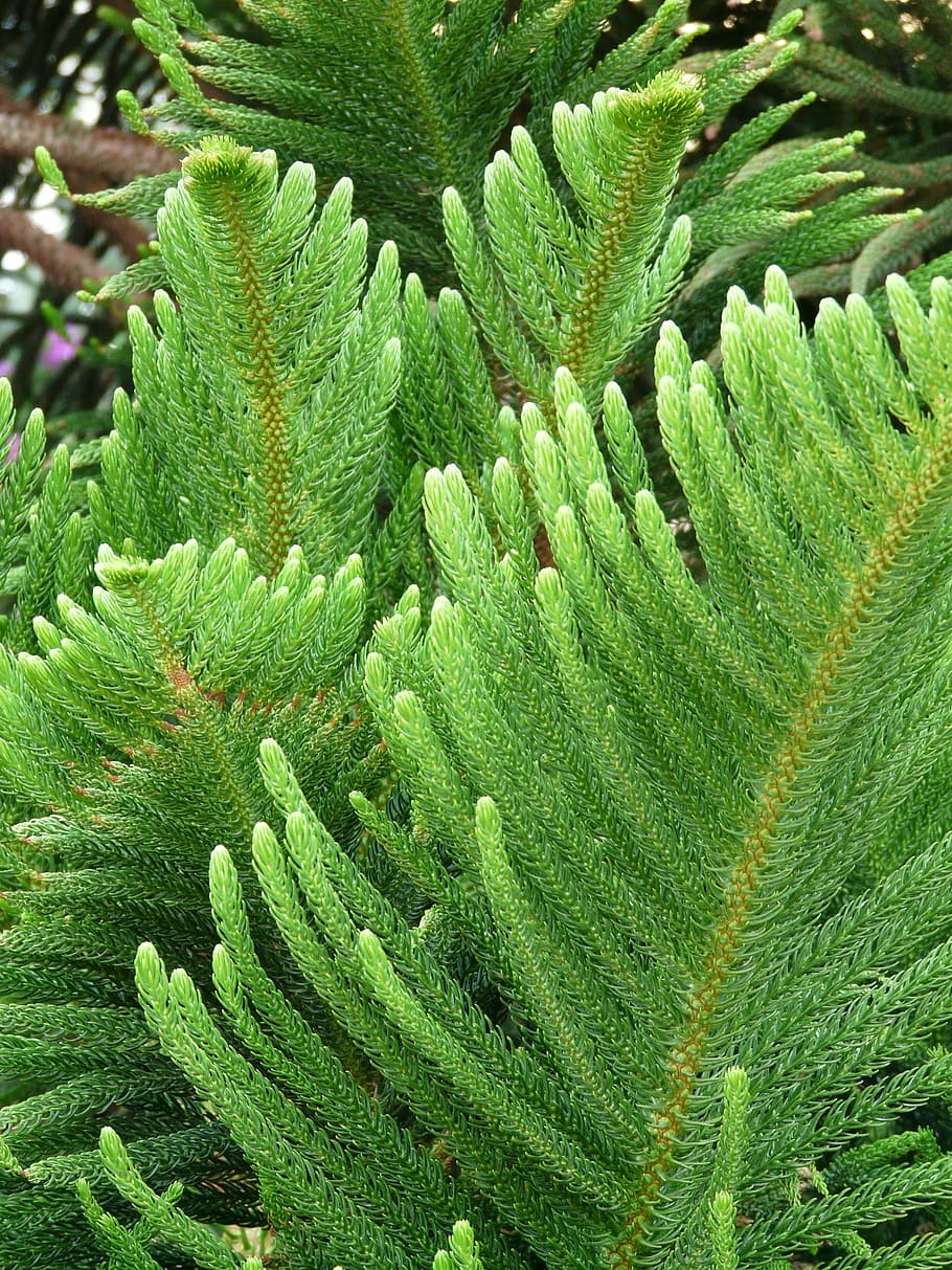 branch, needles, distinctive, araucaria heterophylla, norfolk pine