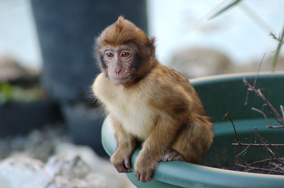 macaque, young, barbary, sitting, pot, primate, face, portrait HD wallpaper